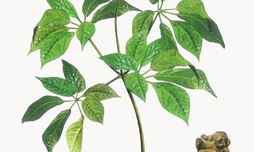 一个月就有白头发染发会怎么样-一个月白头发就长出来原因、白头发一个月染一次头会有什么危害 -一个月就有白头发染发网